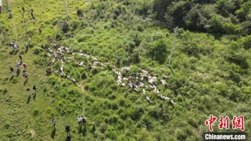 在崗地上吃草的羊群 鄒浩 攝