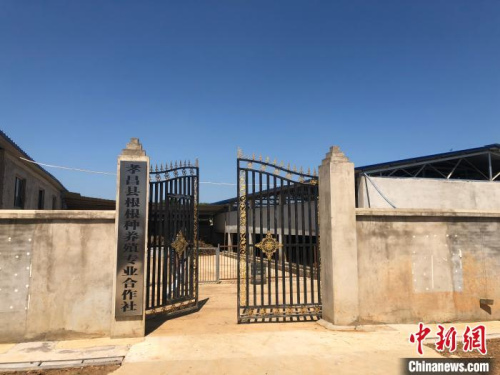 鄒崗鎮(zhèn)成立了“根根種養(yǎng)殖合作社” 梁婷 攝