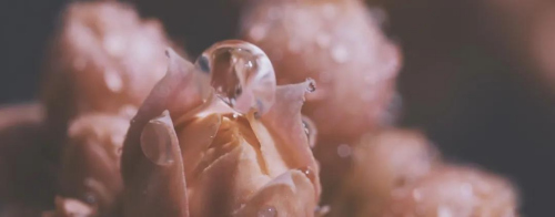 電影畫面。(日中通信)