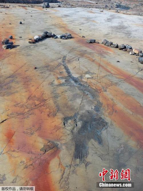 科學(xué)家在智利廷德爾冰川發(fā)現(xiàn)4米長魚龍化石