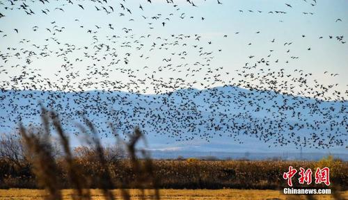 壯觀！數(shù)十萬只候鳥翔集黑龍江迎春林區(qū)