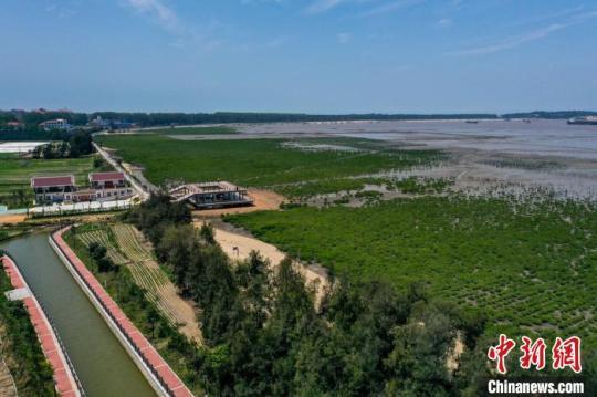 湄洲島植被從38%增加到58%?！×执菏?攝