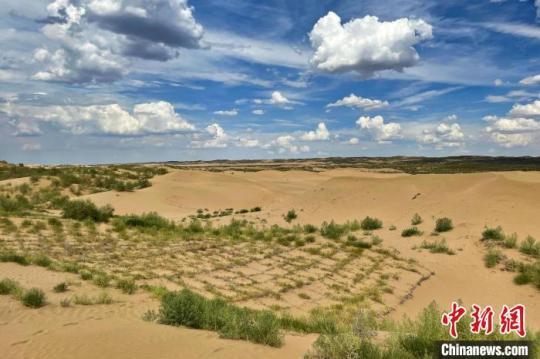 位于毛烏素沙漠中的片片麥草方格綠洲?！±钆迳?攝