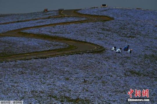 資料圖：日本茨城縣國營日立海濱公園喜林草盛放。