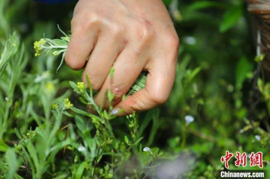 村民采摘鼠白蒿。　李鶴 攝