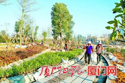 中國(guó)僑網(wǎng)澳頭社區(qū)村民積極參加共同締造行動(dòng)。(《廈門日?qǐng)?bào)》/蔡建東 攝)