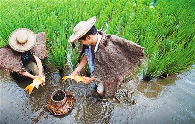 中國(guó)僑網(wǎng)稻魚共生。(吳煥章 攝)