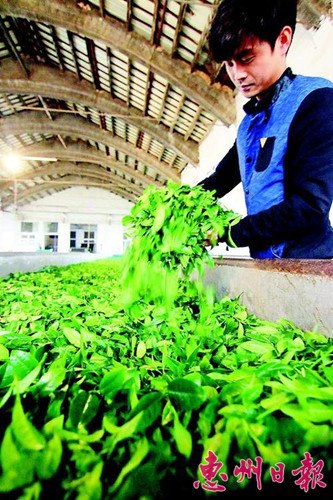 中國(guó)僑網(wǎng)即將進(jìn)入烘焙的茶葉。(魏云鶴 攝)