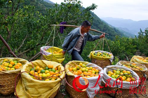 中國(guó)僑網(wǎng)永春蘆柑園。(康慶平 攝)