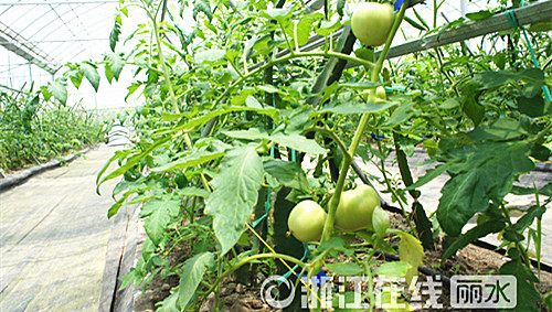 中國(guó)僑網(wǎng)