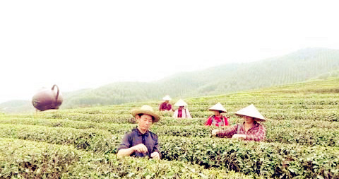 大南山僑區(qū)茶農(nóng)在摘茶。黃健新