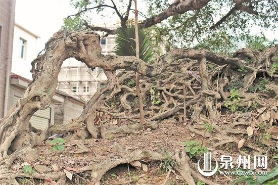 樹根已成獨木橋
