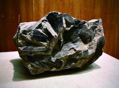 中國僑網(wǎng) ■寬葉木蘭化石