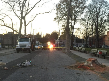 紐約華裔外賣郎被公園局砍倒的大樹砸倒。(美國《世界日?qǐng)?bào)》/洪群超