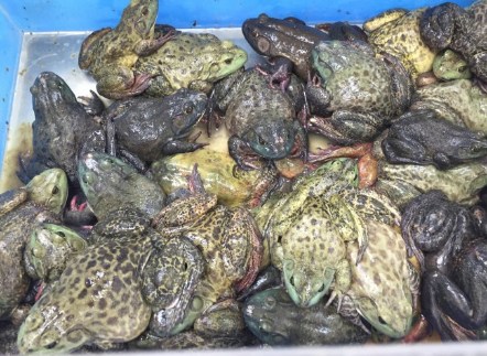 華人超市售賣活牛蛙老美驚訝、華人贊。(美國《世界日報》/高梓原