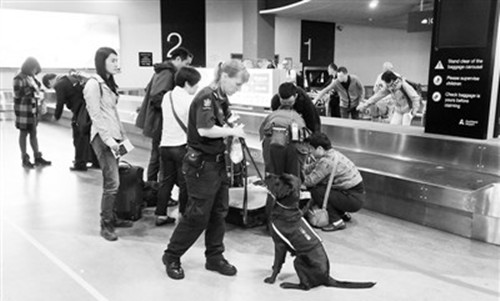 在新西蘭奧克蘭國際機(jī)場(chǎng),邊檢人員帶著警犬進(jìn)行入境行李檢查。