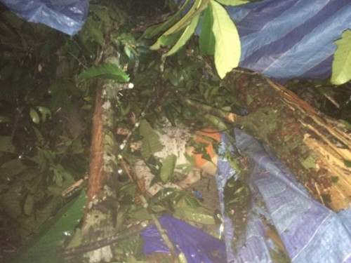 傷者被倒樹(shù)壓中,動(dòng)彈不得。(馬來(lái)西亞《星洲日?qǐng)?bào)》)