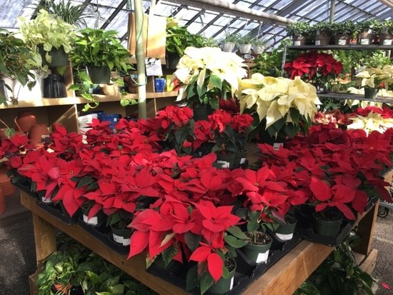 中國僑網(wǎng)圣誕花。(美國《世界日報》/陳小寧 攝)