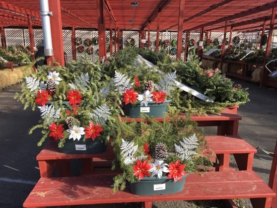 中國僑網(wǎng)受華人歡迎的小型圣誕樹盆栽。(美國《世界日報》/陳小寧 攝)