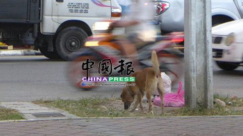 中國僑網(wǎng)(馬來西亞《中國報(bào)》)