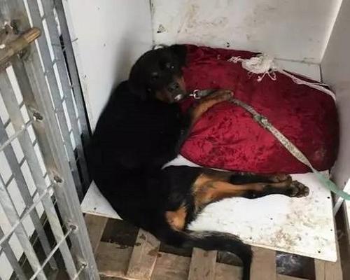 中國僑網(wǎng)(意大利《歐洲僑報》微信公眾號圖片)