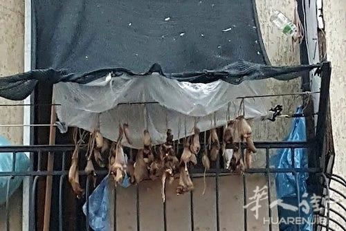 中國僑網(wǎng)(意大利《華人街》)