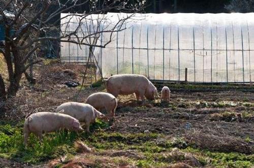 中國僑網(wǎng)(日本新華僑報網(wǎng))