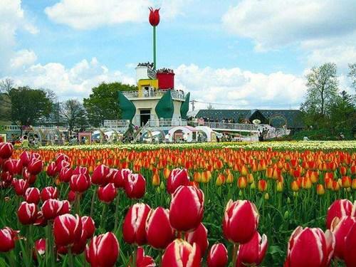 中國僑網(wǎng)(日本新華僑報網(wǎng))