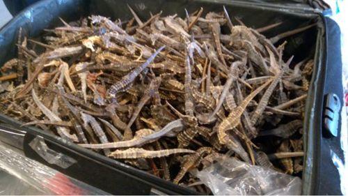 中國僑網(wǎng)(來源:荷蘭一網(wǎng))