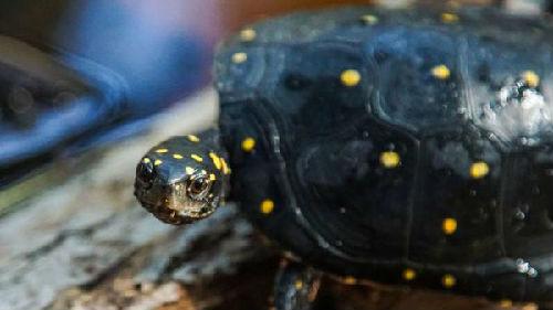 中國僑網(wǎng)星點水龜 (參考消息網(wǎng)援引美國《洛杉磯時報》網(wǎng)站圖片)