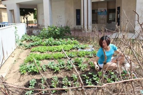 中國僑網(wǎng)正在打理菜園的華人Xiao。(西班牙歐浪網(wǎng))