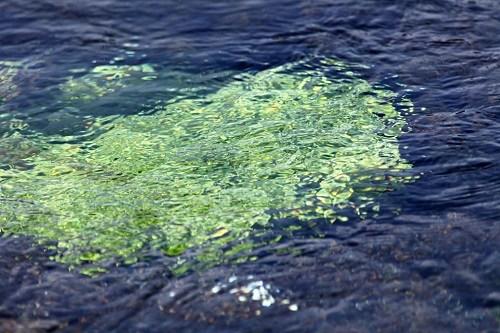 中國僑網(wǎng)(日本《新華僑報》)