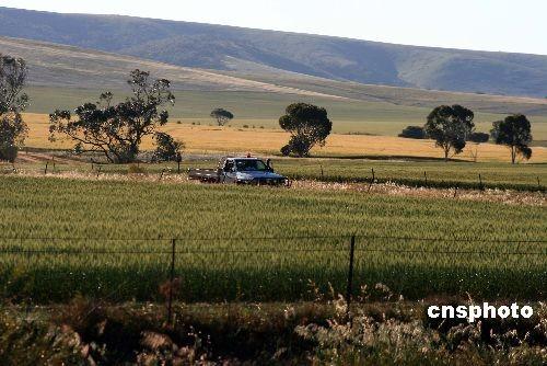 中國僑網(wǎng)資料圖,澳大利亞農(nóng)場