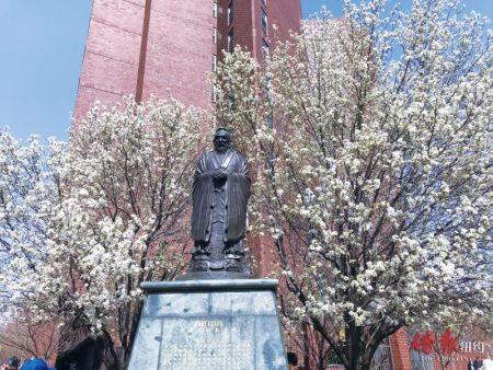 中國僑網(wǎng)華埠孔子雕像前櫻花盛開。(陳辰 攝)
