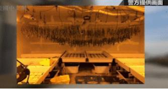 中國僑網(wǎng)圖為警方在民宅突檢查獲大量種植大麻 美國中文網(wǎng)資料畫面