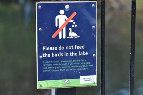 中國僑網(wǎng)(圖片來源:新西蘭先驅(qū)報(bào))