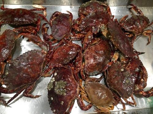 中國僑網(wǎng)舊金山碼頭抓到Red Rock Crab。(美國《世界日報》/李晗 攝)