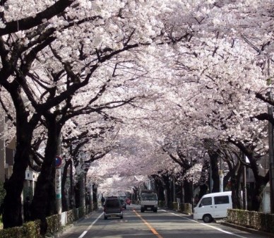 中國僑網(wǎng)武藏野市政府前櫻花大道。(環(huán)球時(shí)報(bào))