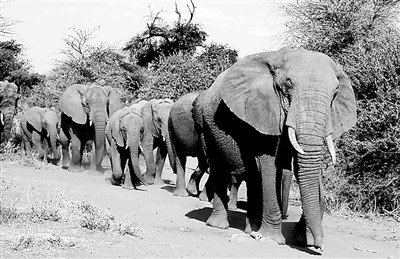圖為肯尼亞動物大遷徙