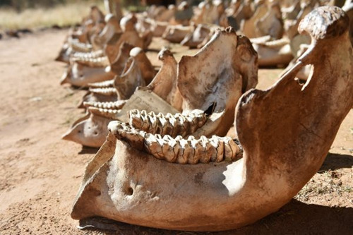 資料圖片:這是在肯尼亞桑布魯野生動物保護(hù)區(qū)內(nèi)的“拯救大象”組織營地拍攝的因盜獵而死去的非洲象的下頜骨。
