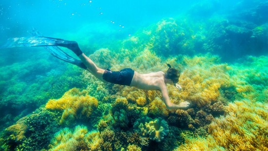 (《澳洲日報(bào)》圖片)