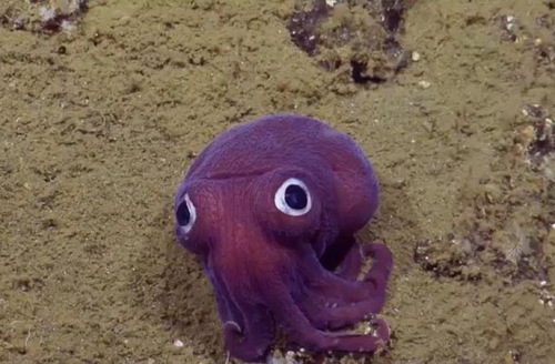 凸眼魷魚(yú)。