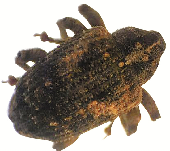 中國(guó)僑網(wǎng)