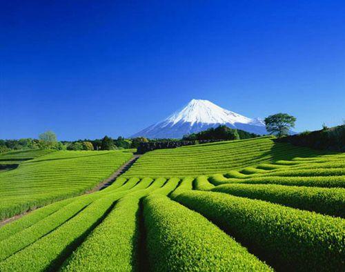 中國僑網(wǎng)靜岡縣 (日本新華僑報網(wǎng))