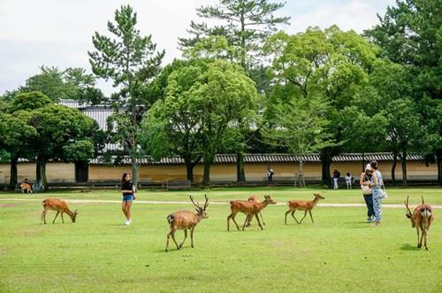 中國僑網(wǎng)(日本新華僑報網(wǎng))