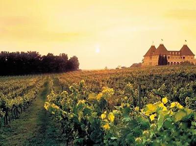 中國僑網(wǎng)格魯吉亞葡萄園一景