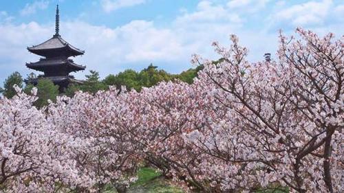 中國僑網(wǎng)(日本新華僑報網(wǎng))