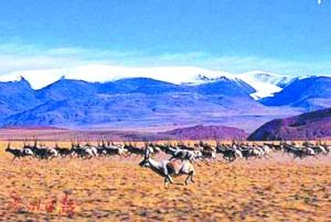 中國(guó)僑網(wǎng)