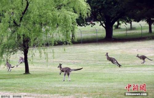 中國僑網(wǎng)袋鼠