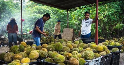 中國僑網(wǎng)(新加坡《聯(lián)合早報》)